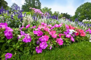 Fast Growing Flowers to Put in Your Garden
