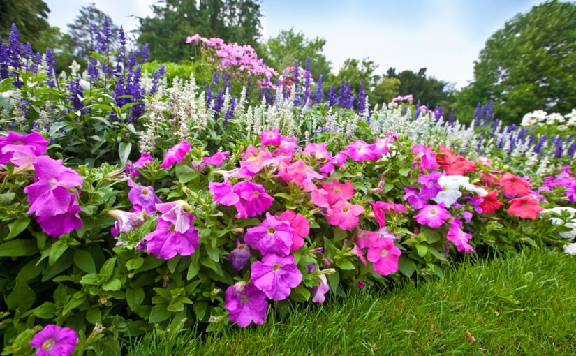 Fast Growing Flowers to Put in Your Garden