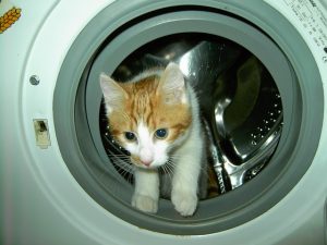 cat in the washer