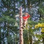 Dead Trees: 3 Reasons They Can be Dangerous for Your Home and Yard