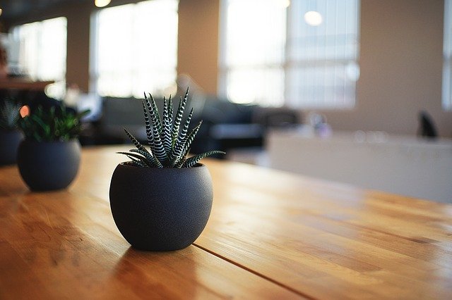 Plant in black pot on a table