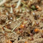 How to Identify Termites in Your Home