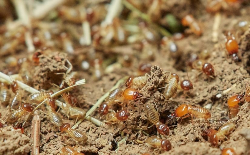 How to Identify Termites in Your Home