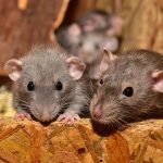 6 Signs of a Rodent Infestation in Your Home