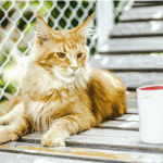 What Is a Catio and Why Does Your Fur Baby Need One?
